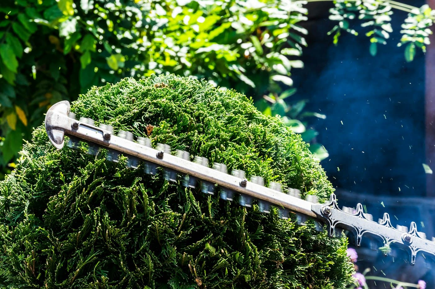 BEISPIEL-FOTO: Heckenschere schneidet eine grüne Hecke in Form